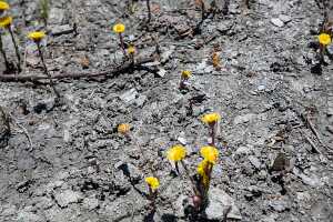 18_06_25 Chemin des crevasses00056