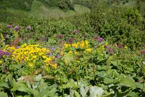 18_06_25 Chemin des crevasses00057