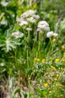 18_06_25 Chemin des crevasses00058