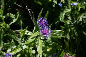 18_06_25 Chemin des crevasses00059