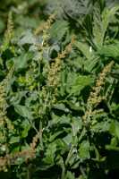 18_06_25 Chemin des crevasses00060