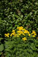 18_06_25 Chemin des crevasses00061