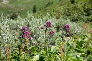 18_06_25 Chemin des crevasses00062