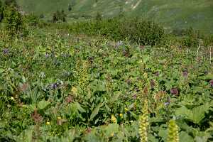 18_06_25 Chemin des crevasses00063