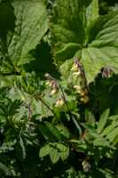 18_06_25 Chemin des crevasses00064