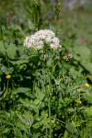 18_06_25 Chemin des crevasses00065