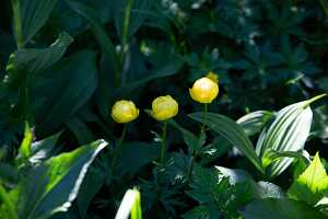 18_06_25 Chemin des crevasses00066