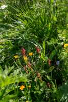 18_06_25 Chemin des crevasses00067