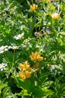 18_06_25 Chemin des crevasses00068