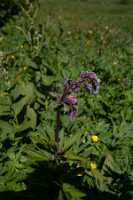 18_06_25 Chemin des crevasses00071