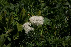 18_06_25 Chemin des crevasses00072