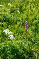 18_06_25 Chemin des crevasses00073