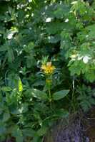 18_06_25 Chemin des crevasses00074