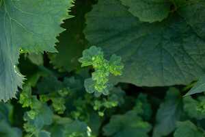 18_06_25 Chemin des crevasses00075