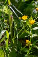 18_06_25 Chemin des crevasses00076