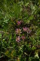 18_06_25 Chemin des crevasses00078