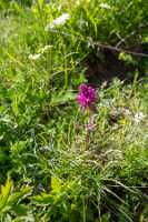 18_06_25 Chemin des crevasses00079