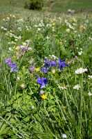 18_06_25 Chemin des crevasses00080