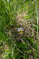 18_06_25 Chemin des crevasses00081