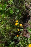 18_06_25 Chemin des crevasses00082