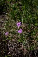 18_06_25 Chemin des crevasses00083