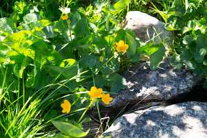 18_06_25 Chemin des crevasses00084