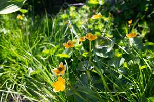 18_06_25 Chemin des crevasses00085