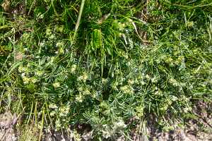 18_06_25 Chemin des crevasses00086