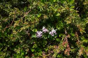 18_06_25 Chemin des crevasses00088