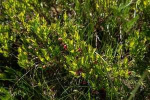 18_06_25 Chemin des crevasses00089