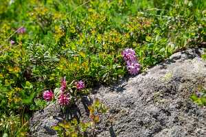 18_06_25 Chemin des crevasses00090