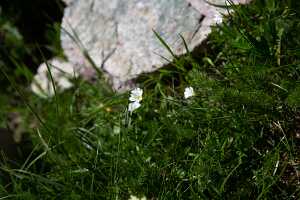 18_06_25 Chemin des crevasses00096