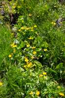 18_06_25 Chemin des crevasses00097