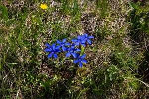 18_06_25 Chemin des crevasses00098