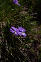 18_06_25 Chemin des crevasses00102